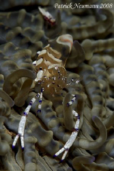 Anilao is not only good for Nudis, you know.. :)

Taken... by Patrick Neumann 